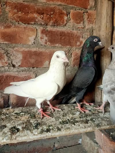 other pigeon 5 total fees