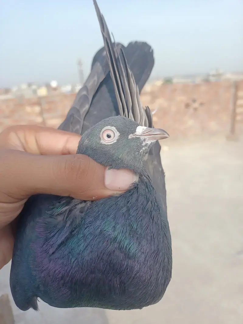 other pigeon 5 total fees — photo 2