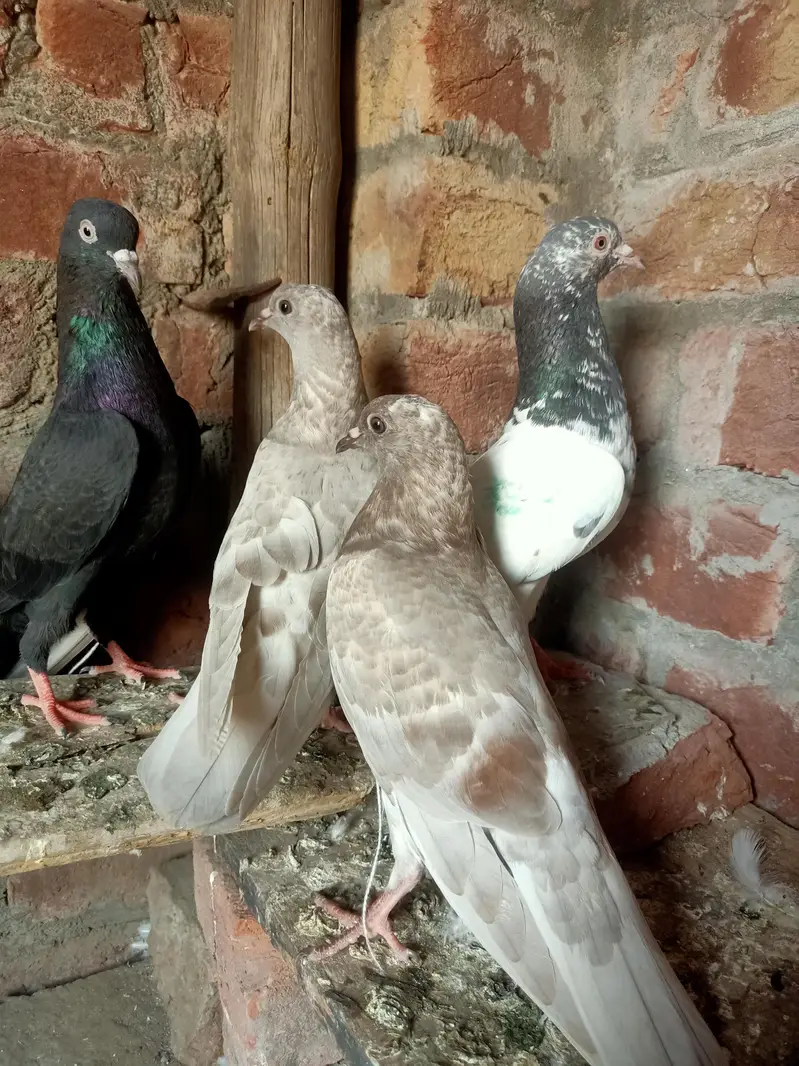 other pigeon 5 total fees — photo 4