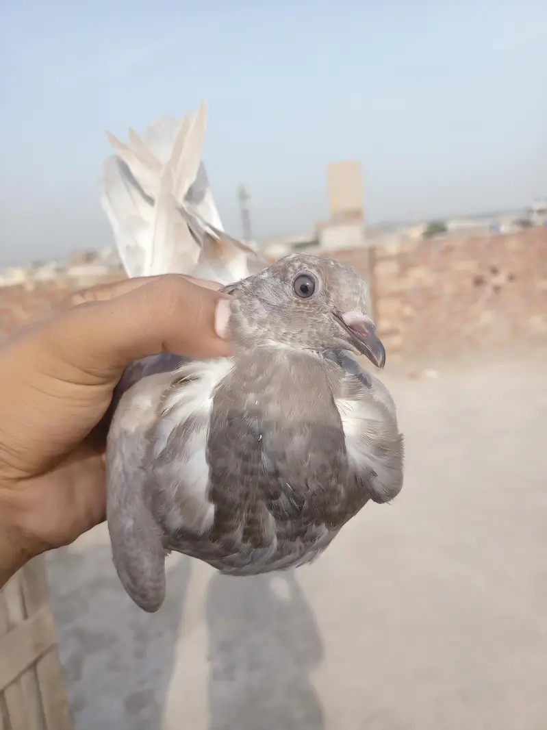 other pigeon 5 total fees — photo 5
