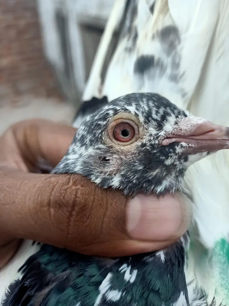 other pigeon 5 total fees — photo 6