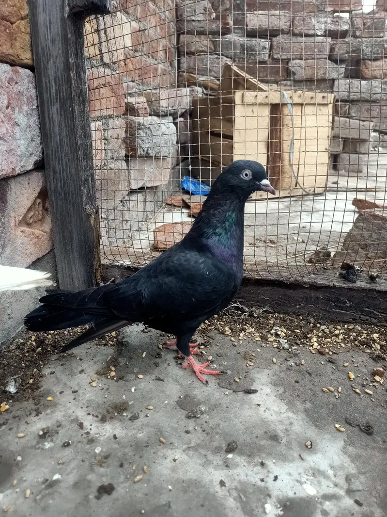 other pigeon 5 total fees — photo 7