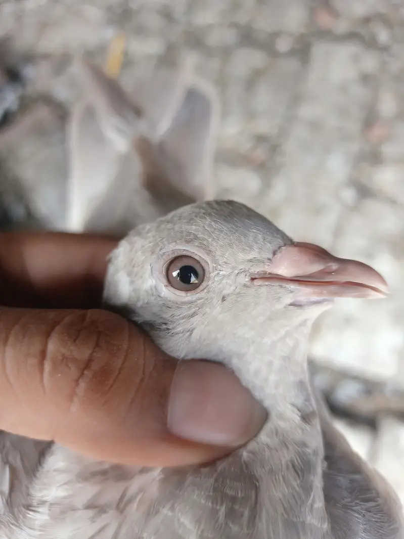 other pigeon 5 total fees — photo 8