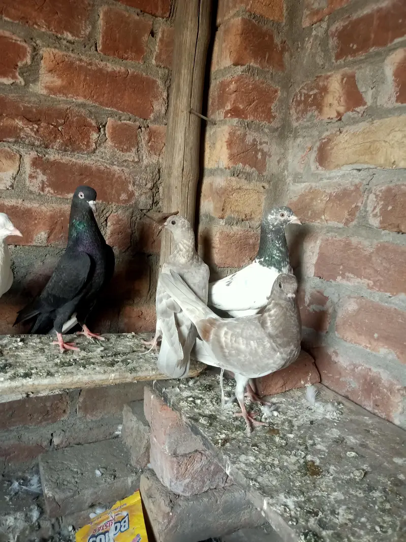 other pigeon 5 total fees — photo 9