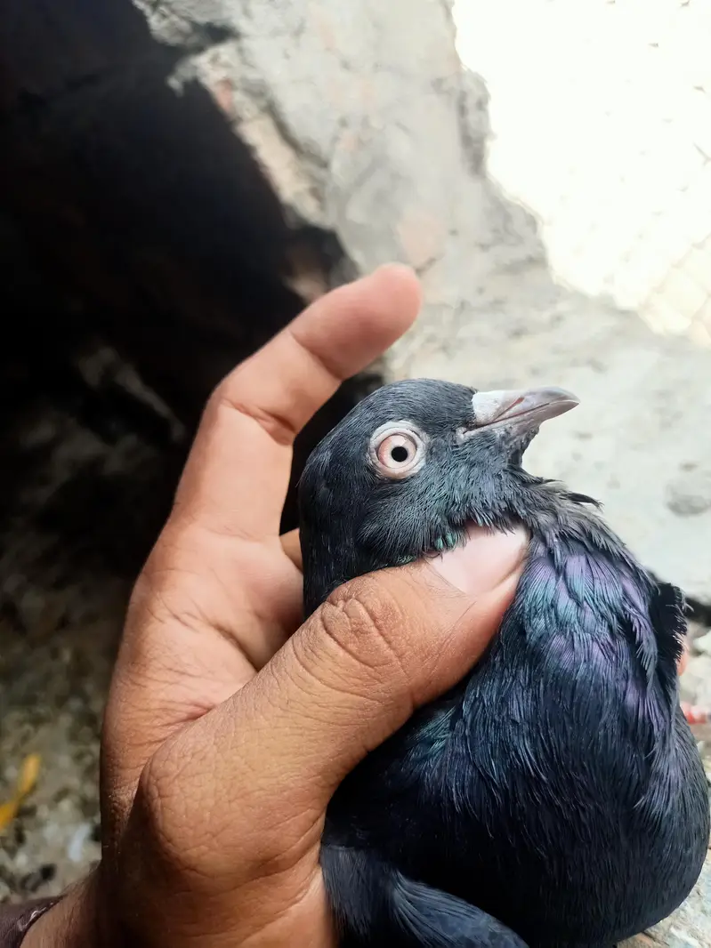 other pigeon 5 total fees — photo 11