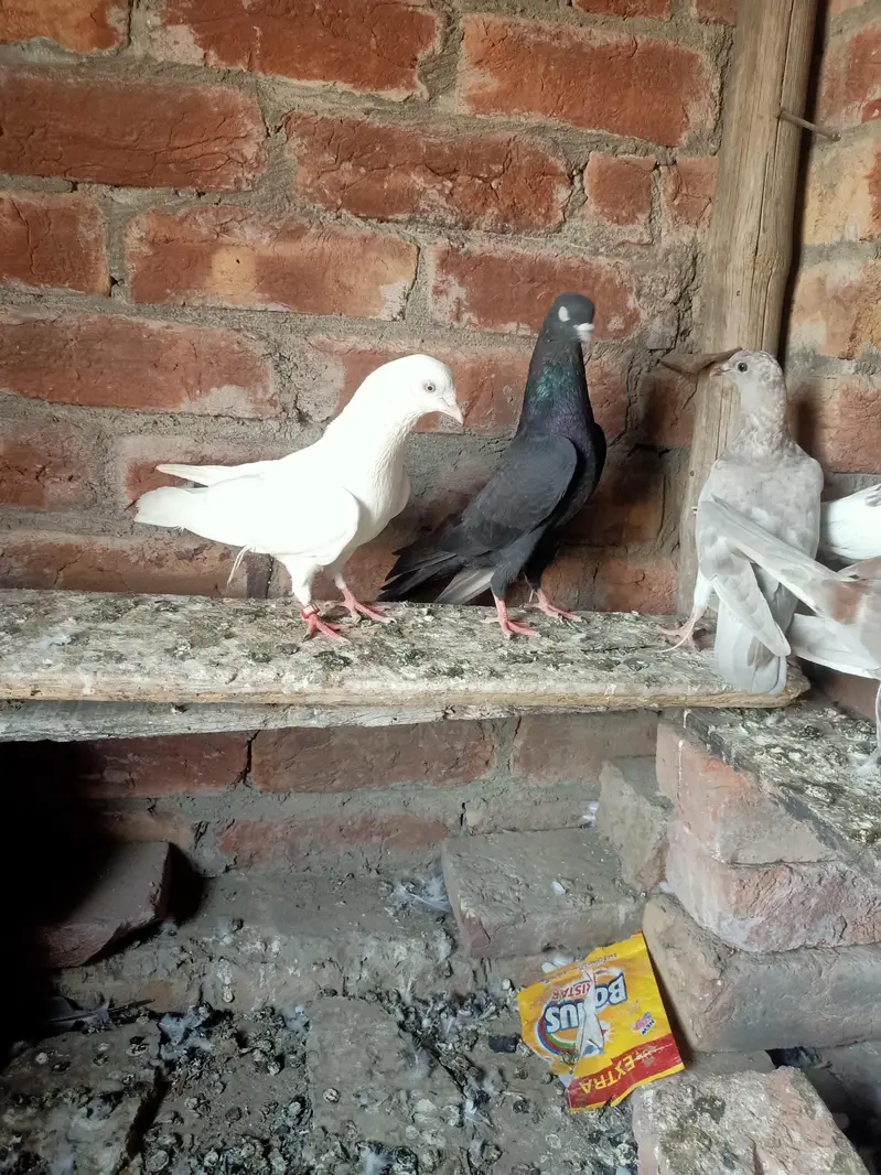 other pigeon 5 total fees — photo 12