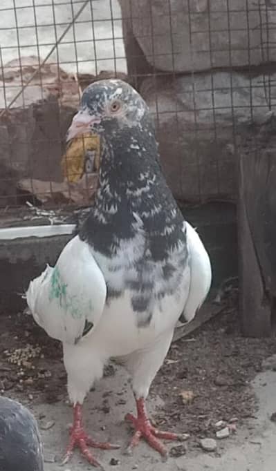 other pigeon 5 total fees