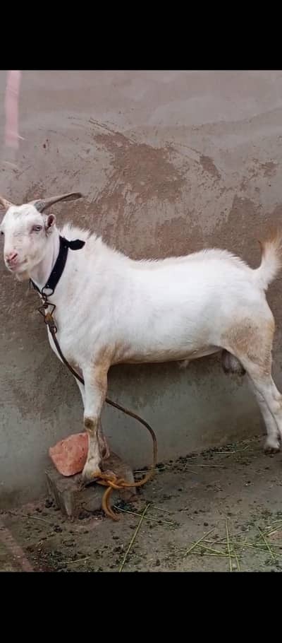 gulabi teda 2 dant breeder