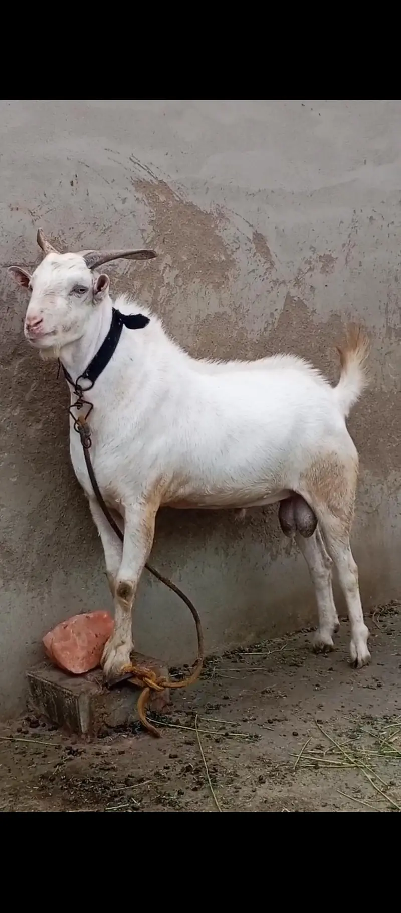 gulabi teda 2 dant breeder — photo 5
