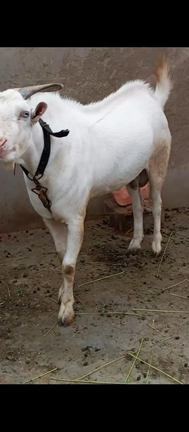 gulabi teda 2 dant breeder — photo 6