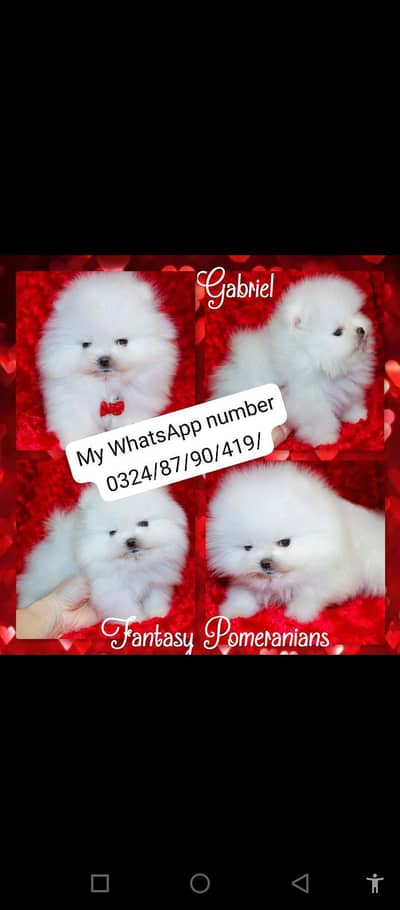 Pomeranian puppy dog 2 month age for sale
