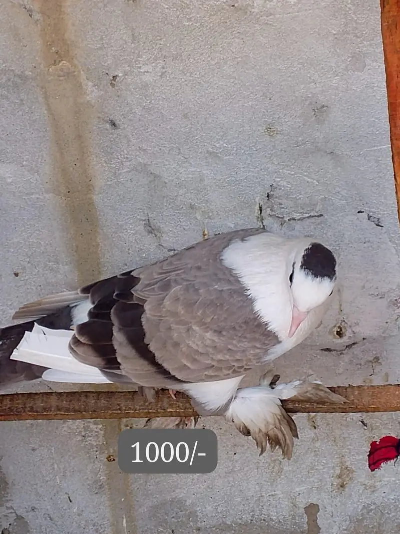 pigon — photo 3