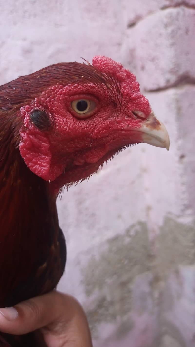 خوبصورت اور ایکٹیو اصیل مرغہ برائے فروخت 0