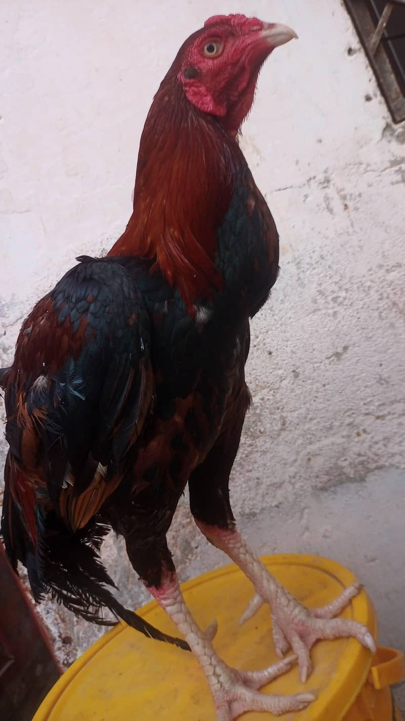 خوبصورت اور ایکٹیو اصیل مرغہ برائے فروخت 1