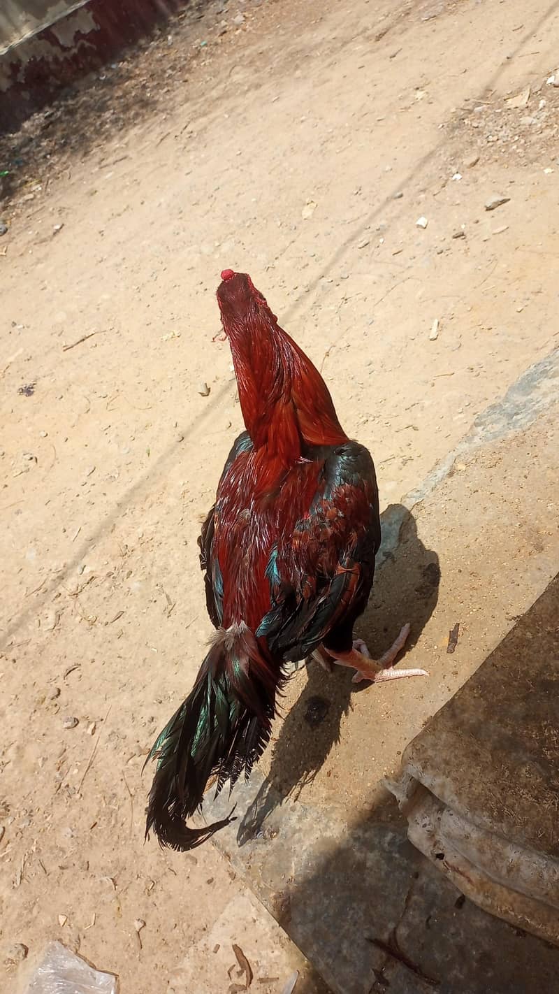 خوبصورت اور ایکٹیو اصیل مرغہ برائے فروخت 2