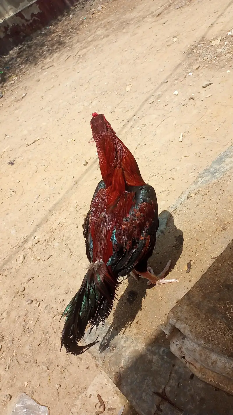 خوبصورت اور ایکٹیو اصیل مرغہ برائے فروخت — photo 3