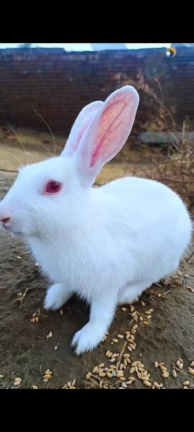 Jarman rabbits Available