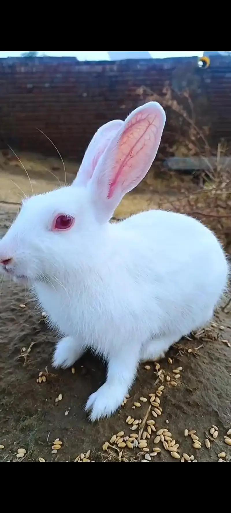 Jarman rabbits Available