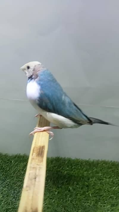 finches