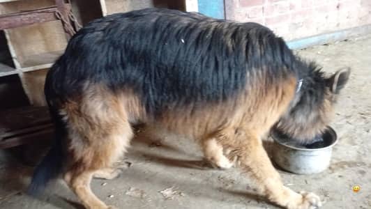 germanshered double coat 03304027154