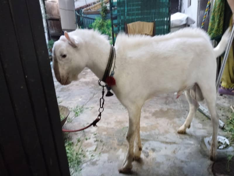 Teddy bakra 0