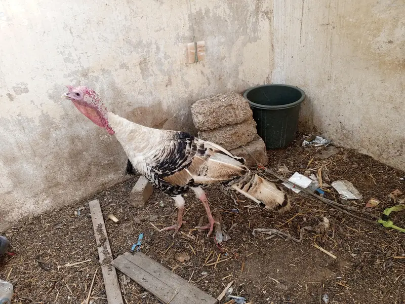 turkey male 10k — photo 2
