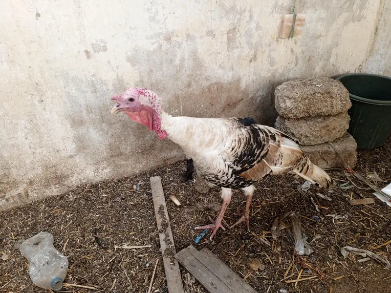 turkey male 10k — photo 7