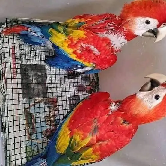 red macaw parrot for sale contact me what's up 03257593123 — photo 3