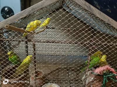 Budgie parrots
