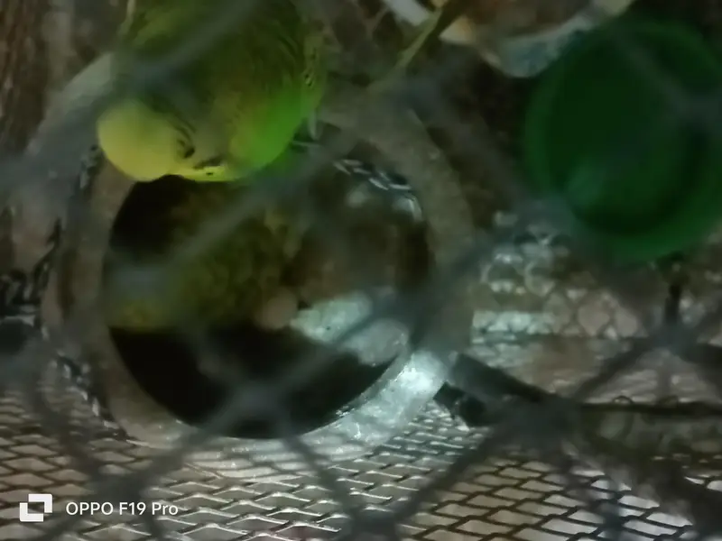 Budgie parrots — photo 2