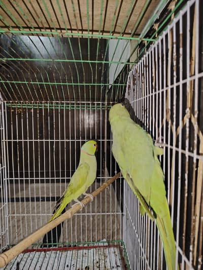 parrot pair for sale
