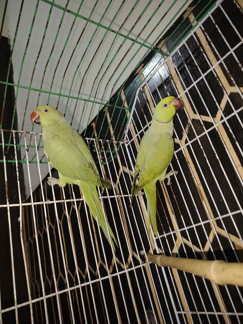 parrot pair for sale — photo 2