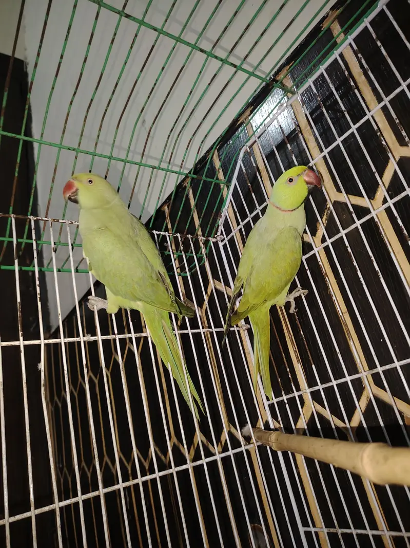 parrot pair for sale — photo 3