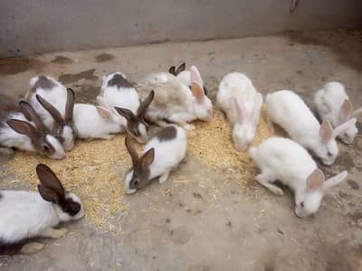 ​Beautiful and Healthy Rabbits for Sale