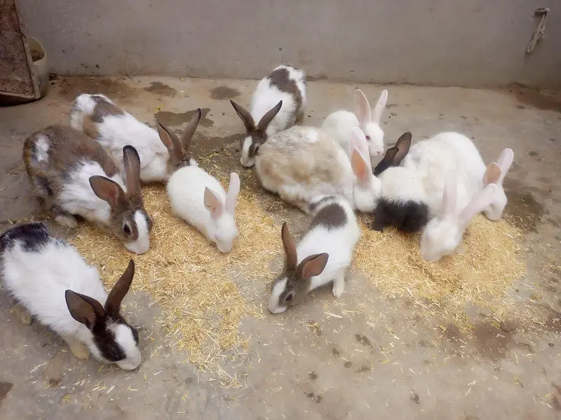 ​Beautiful and Healthy Rabbits for Sale — photo 2