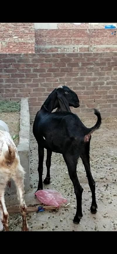 dasi bital Barki gaban 03098289032
