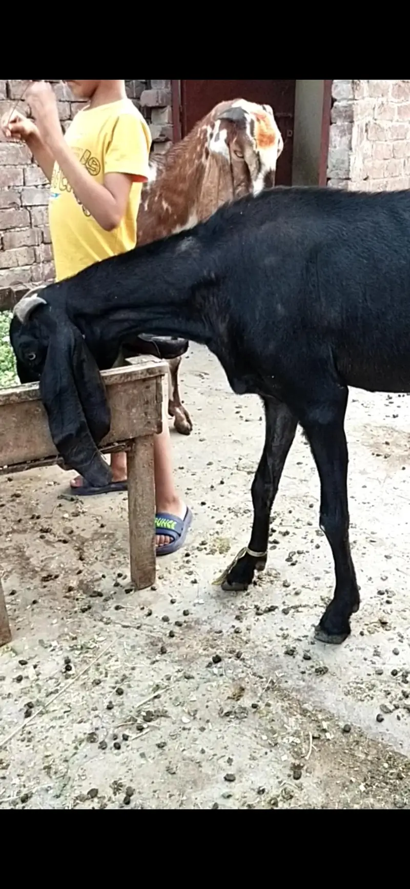 dasi bital Barki gaban 03098289032 — photo 2