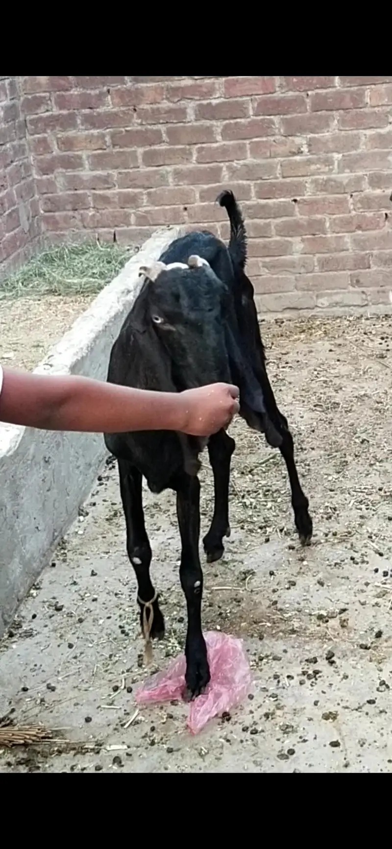 dasi bital Barki gaban 03098289032 — photo 3