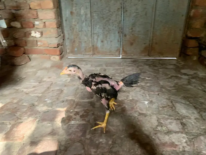 aseel chicks — photo 2