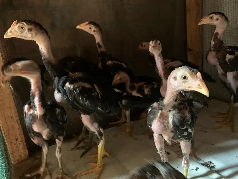 aseel chicks — photo 3