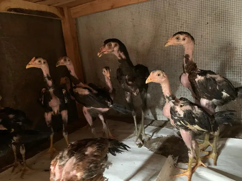 aseel chicks — photo 4