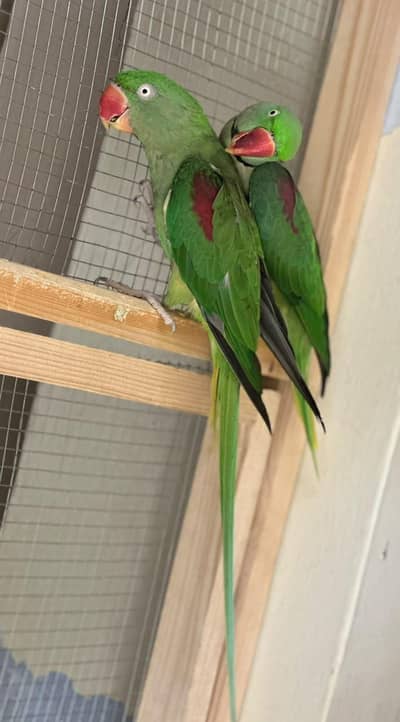 ray parrot