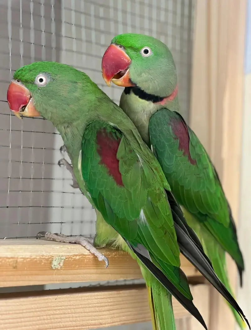 ray parrot — photo 2