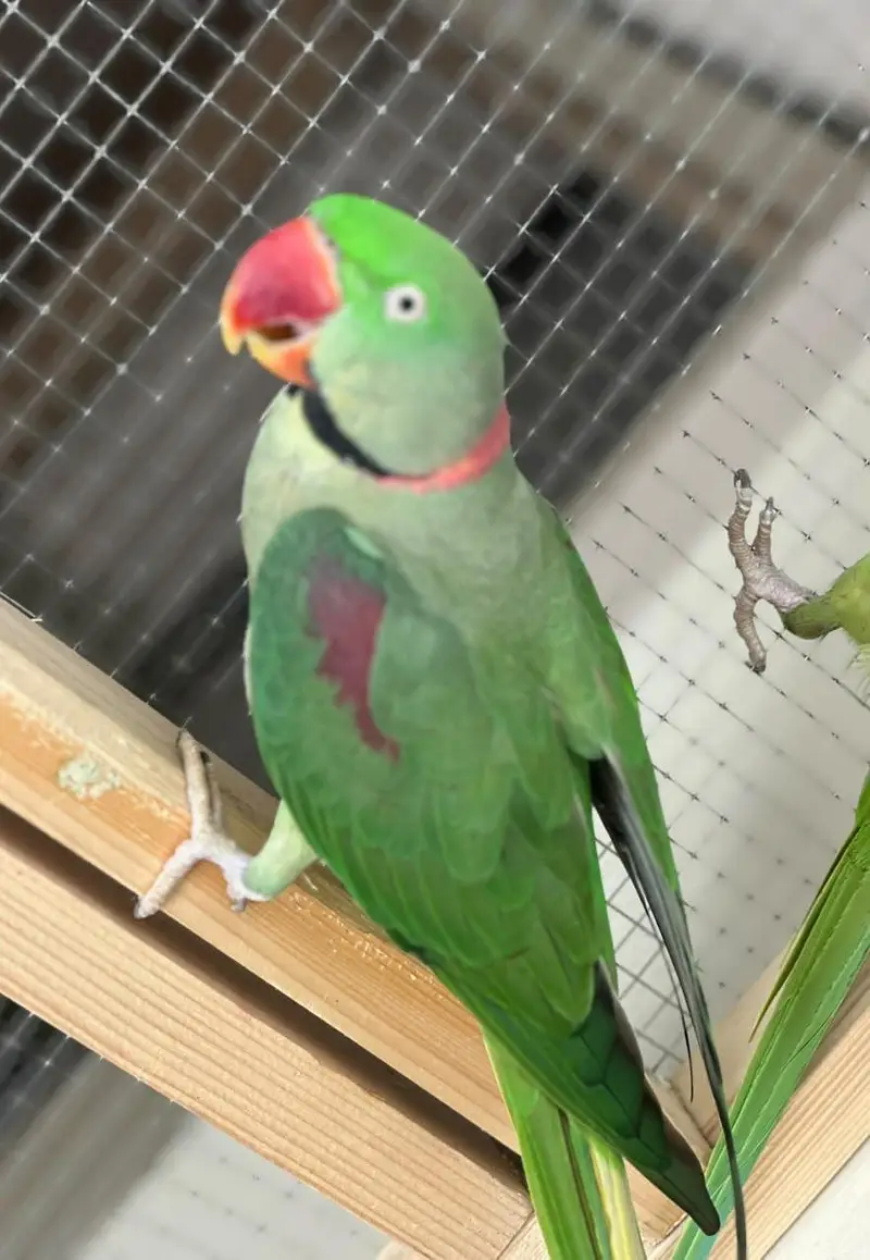 ray parrot — photo 3