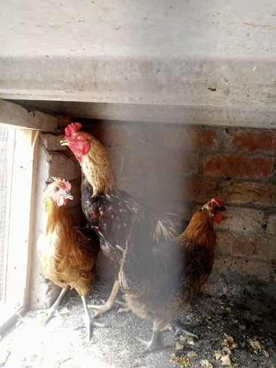 Assel hens and cocks