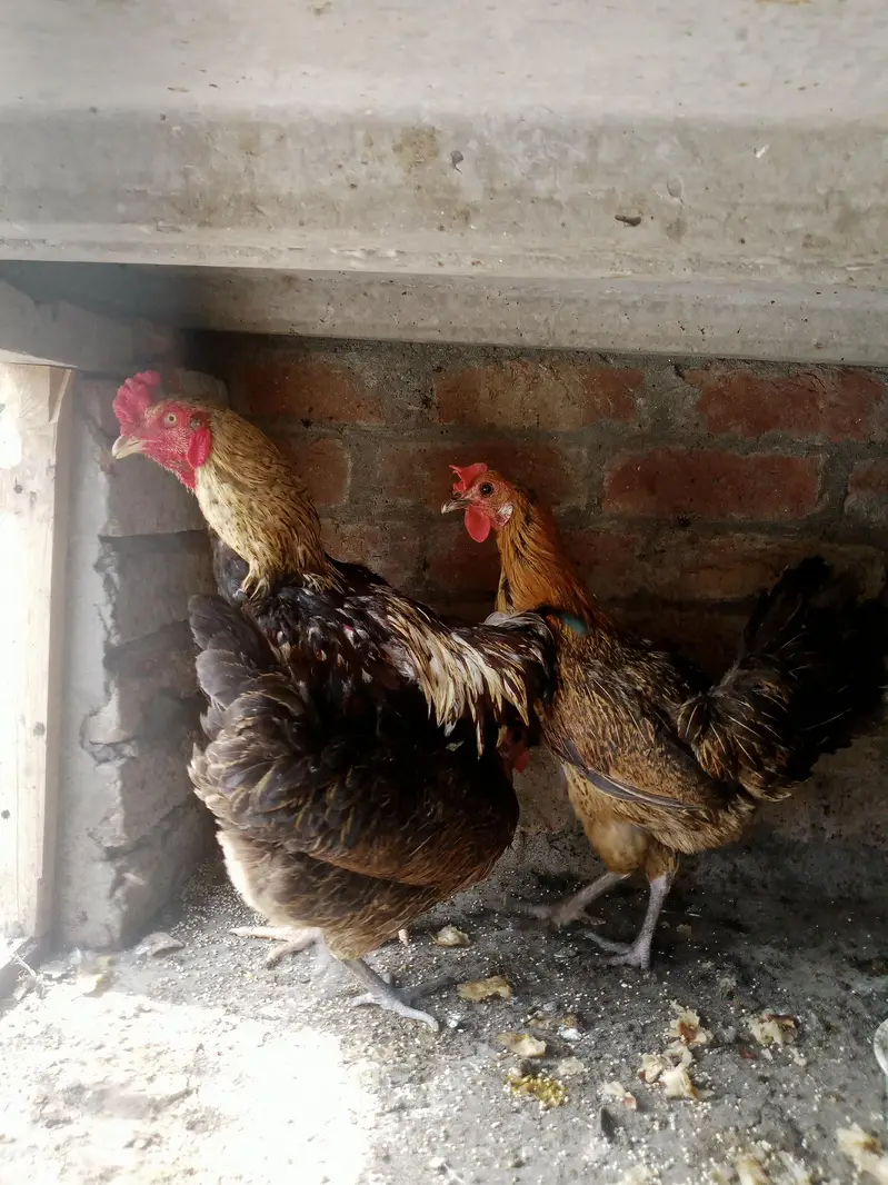 Assel hens and cocks — photo 2