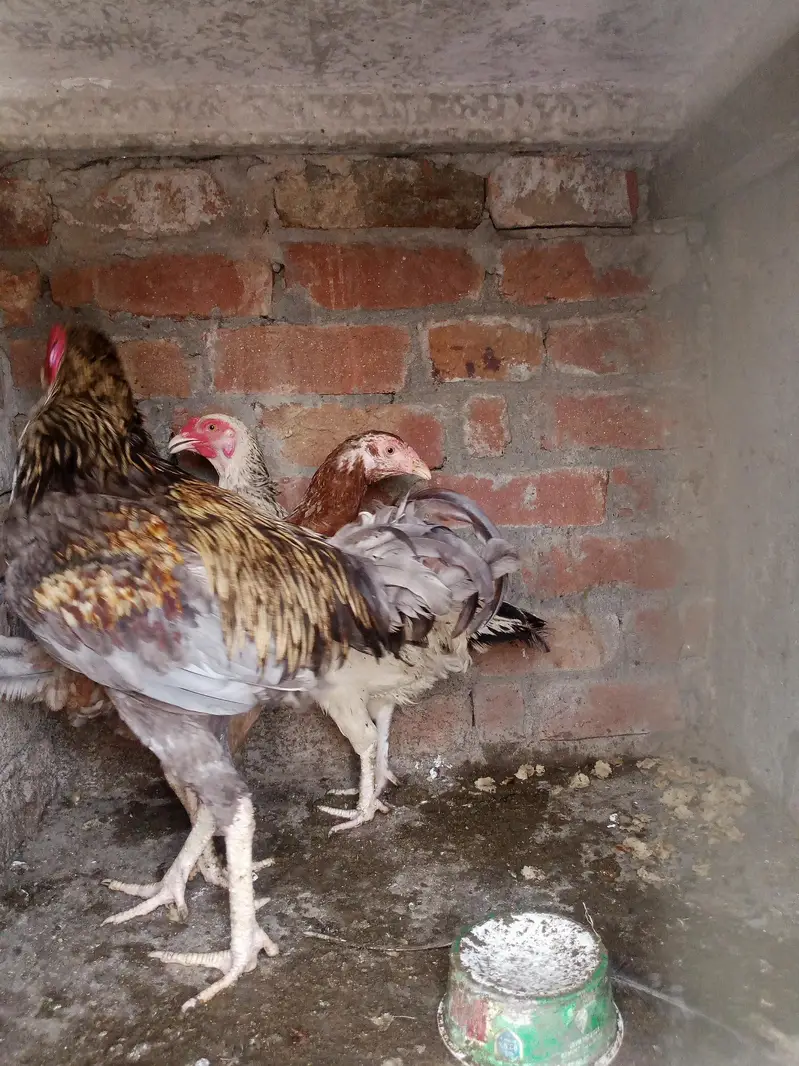 Assel hens and cocks — photo 3