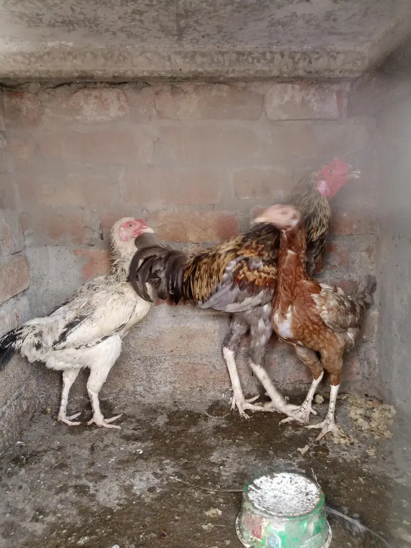 Assel hens and cocks — photo 4