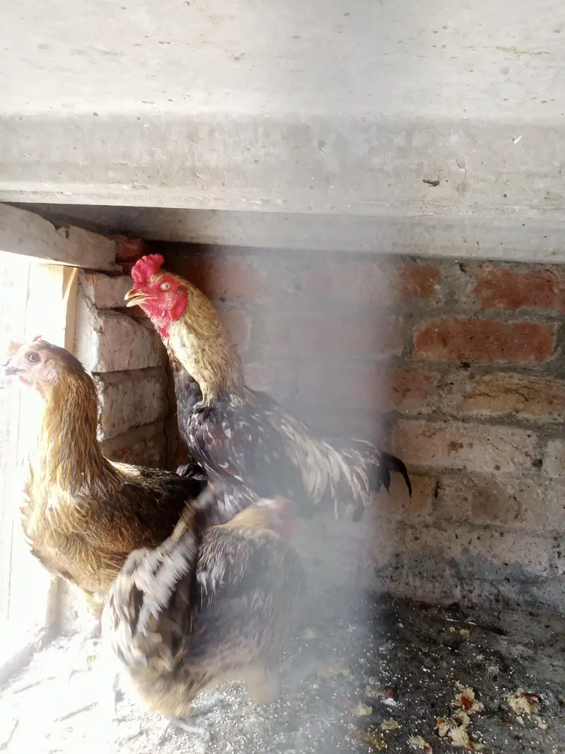 Assel hens and cocks — photo 5