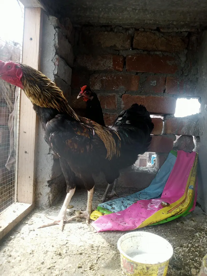 Assel hens and cocks — photo 6